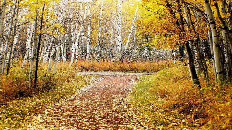 Sonbahar Fotoğraf Yürüyüşü